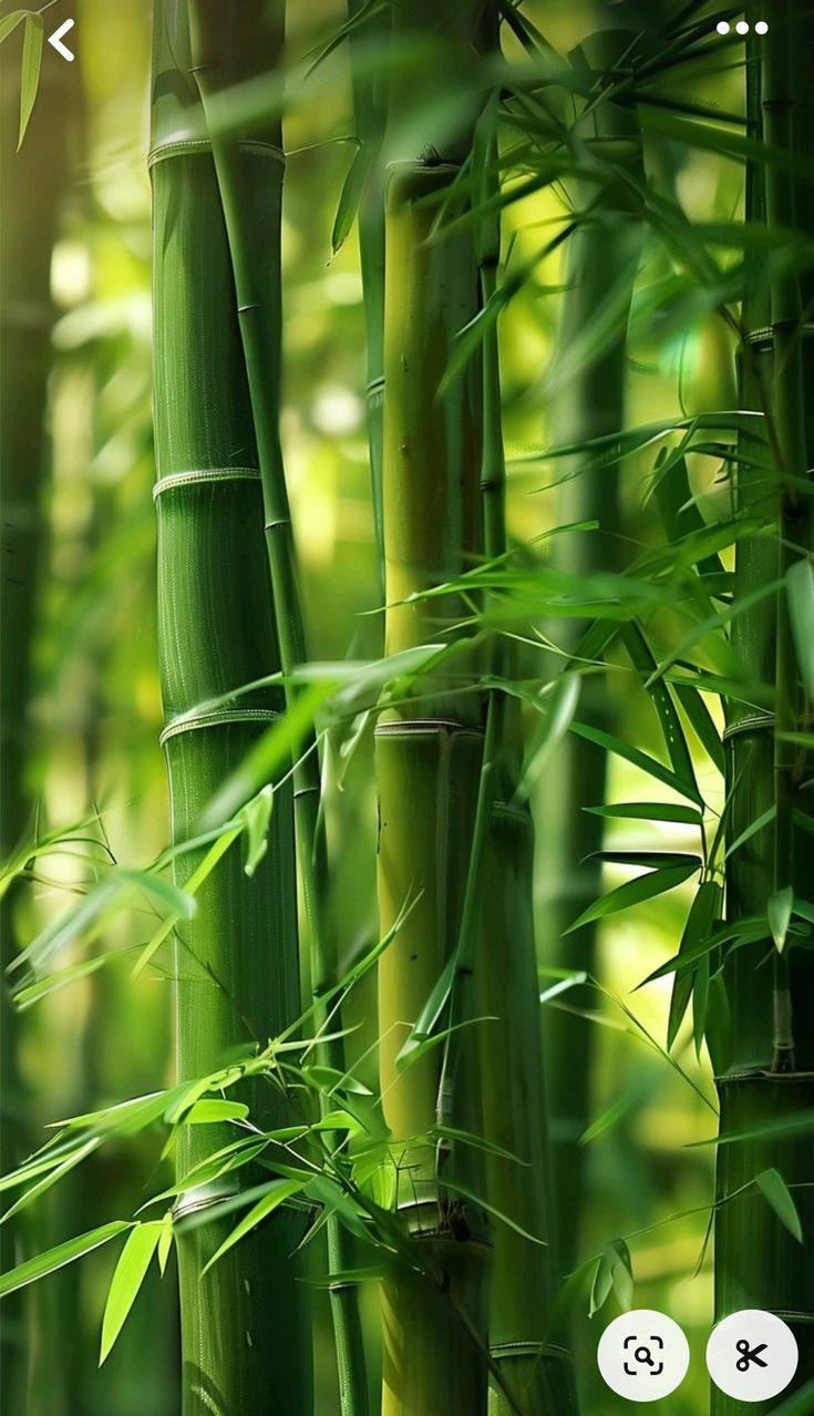 Tử Vi AI